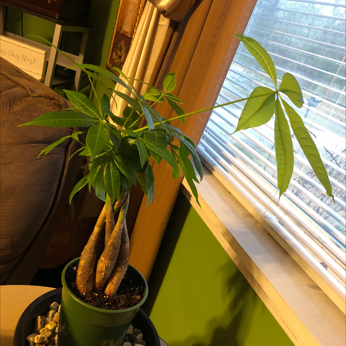 Money Tree plant photo by @BeePlantastic named Money Mitch on Greg, the plant care app.