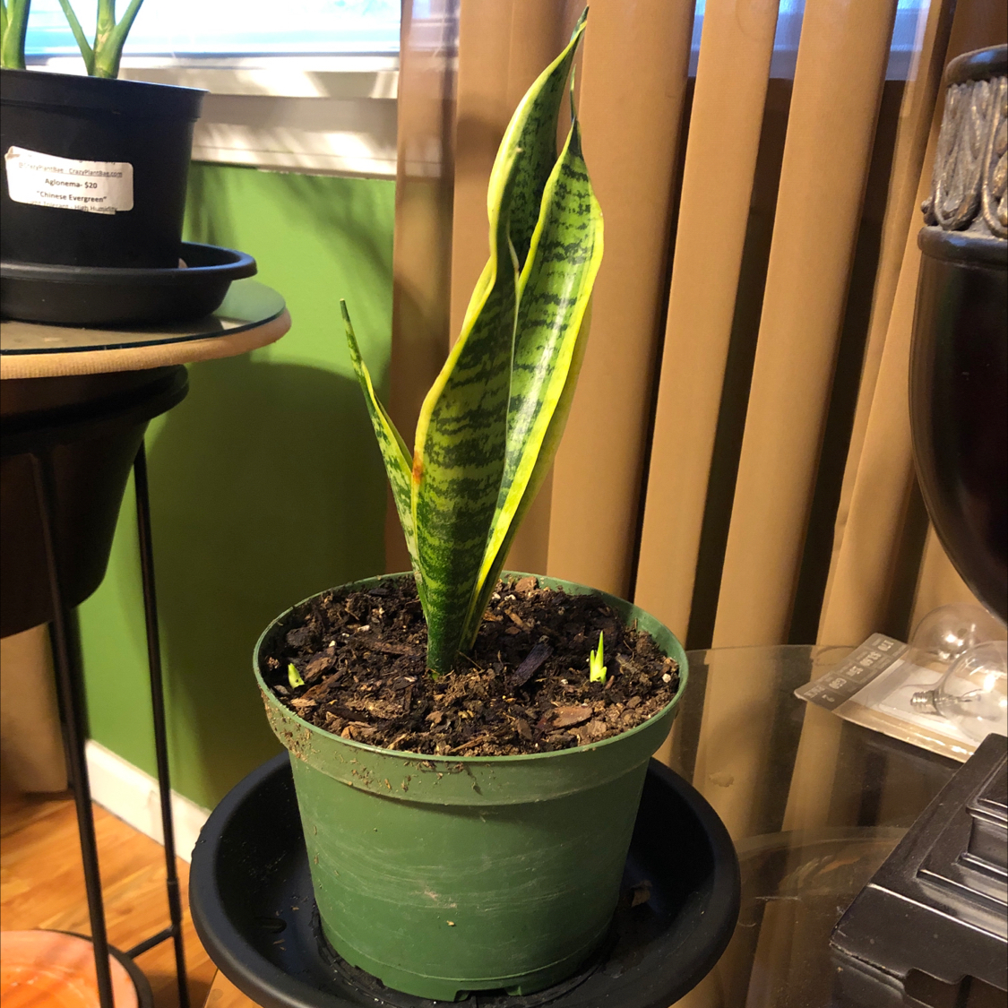 Snake Plant plant photo by @BeePlantastic named Viper on Greg, the plant care app.