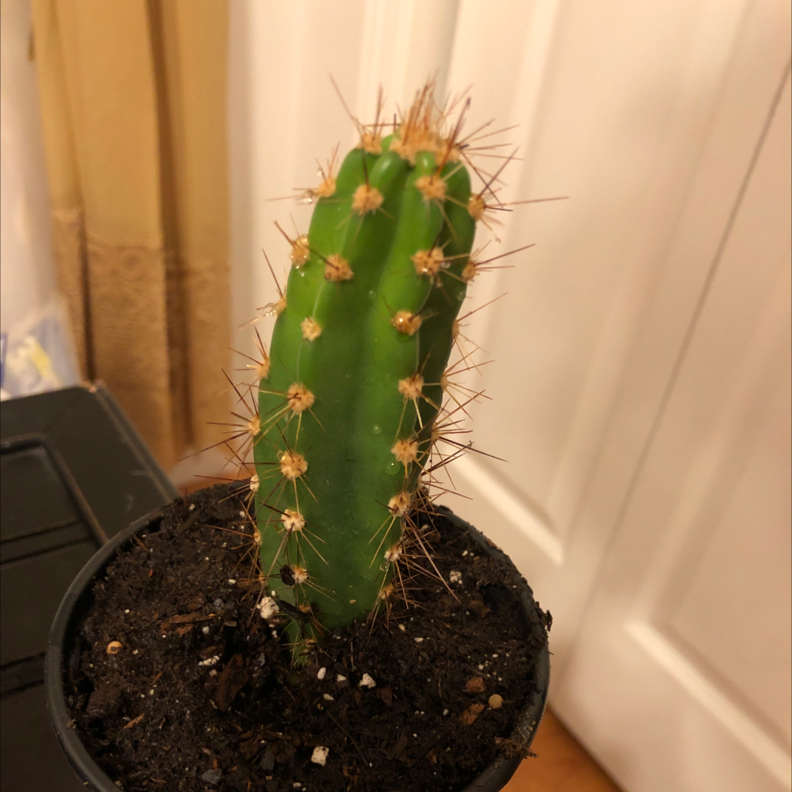 Pleated Cereus cactus in a pot with visible soil, indoors.