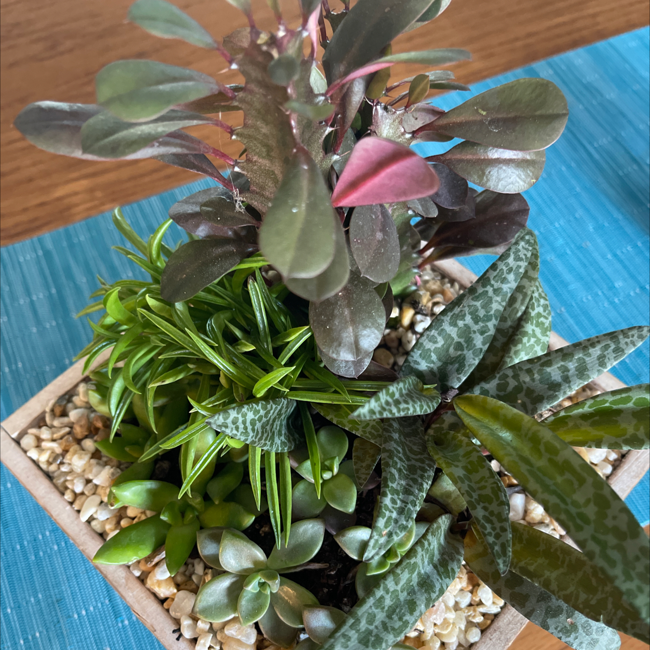Potted plant arrangement with Silver Squill and other species, healthy and well-maintained.