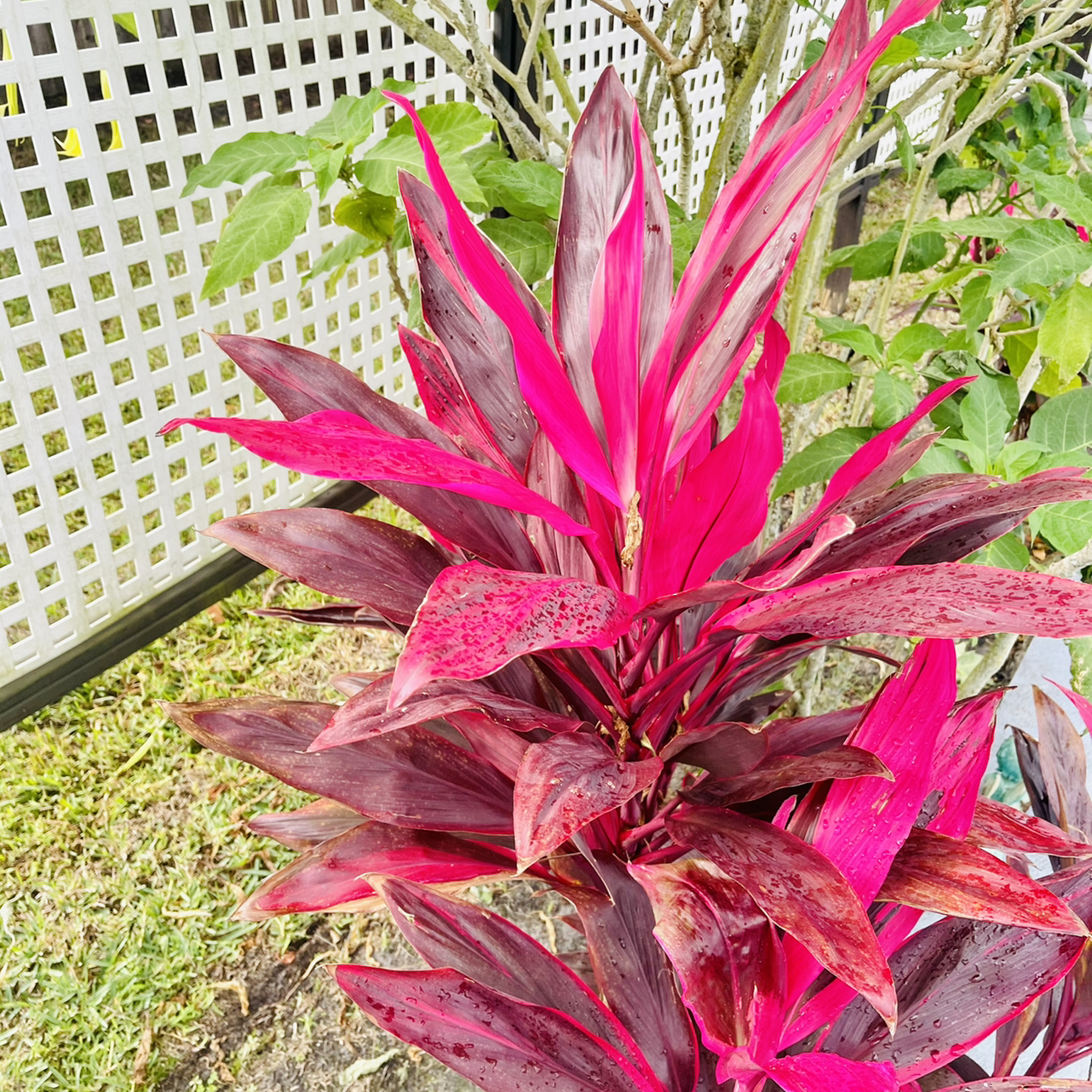 Close-up of a vibrant pink and burgundy Ti plant (Cordyline fruticosa) with healthy, colorful leaves arranged in a rosette pattern.