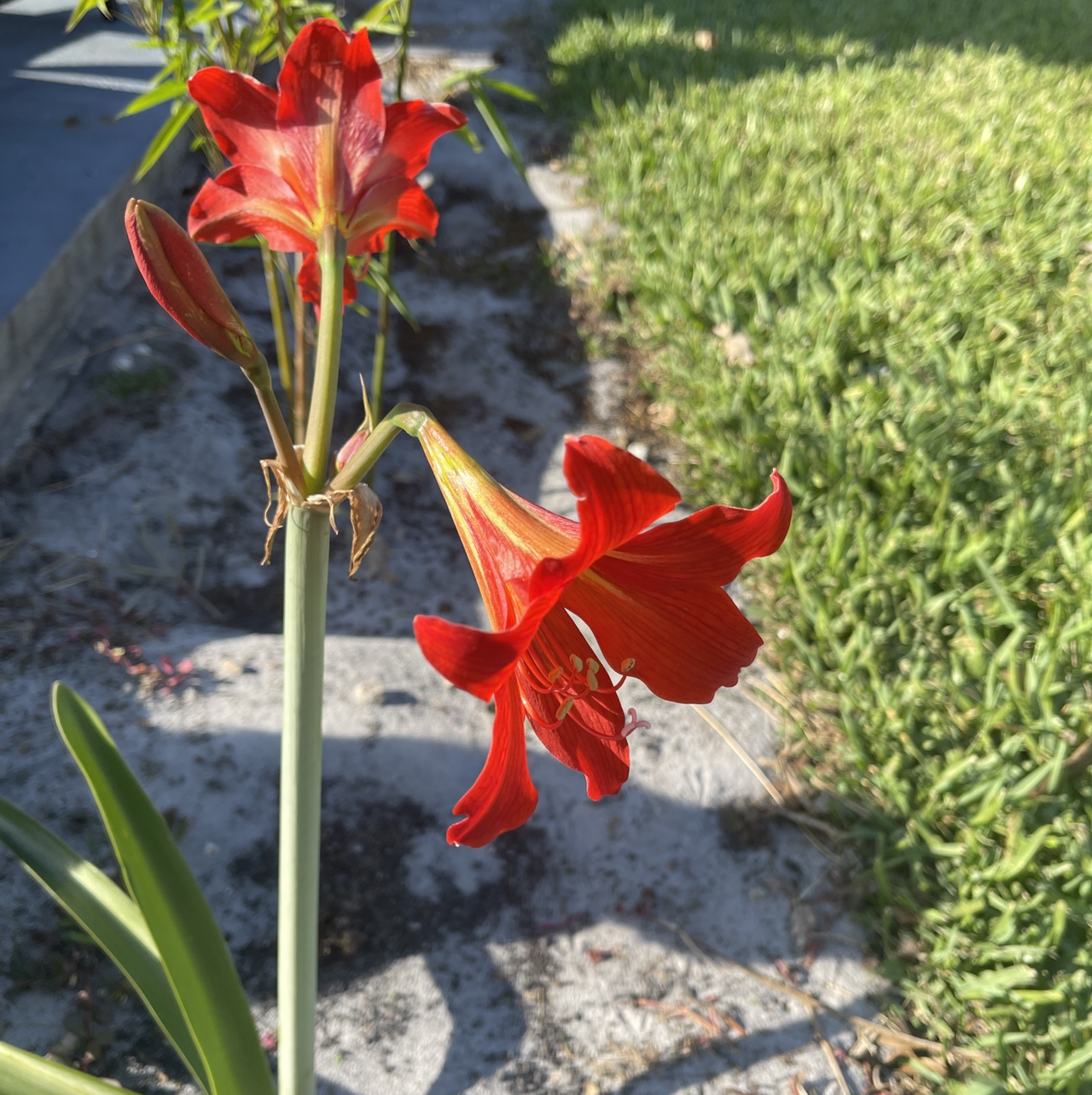 Barbosa Lily with vibrant red flowers and visible soil.