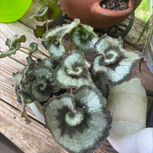 Strawberry Begonia plant photo by Essdubya named Pollux on Greg, the plant care app.