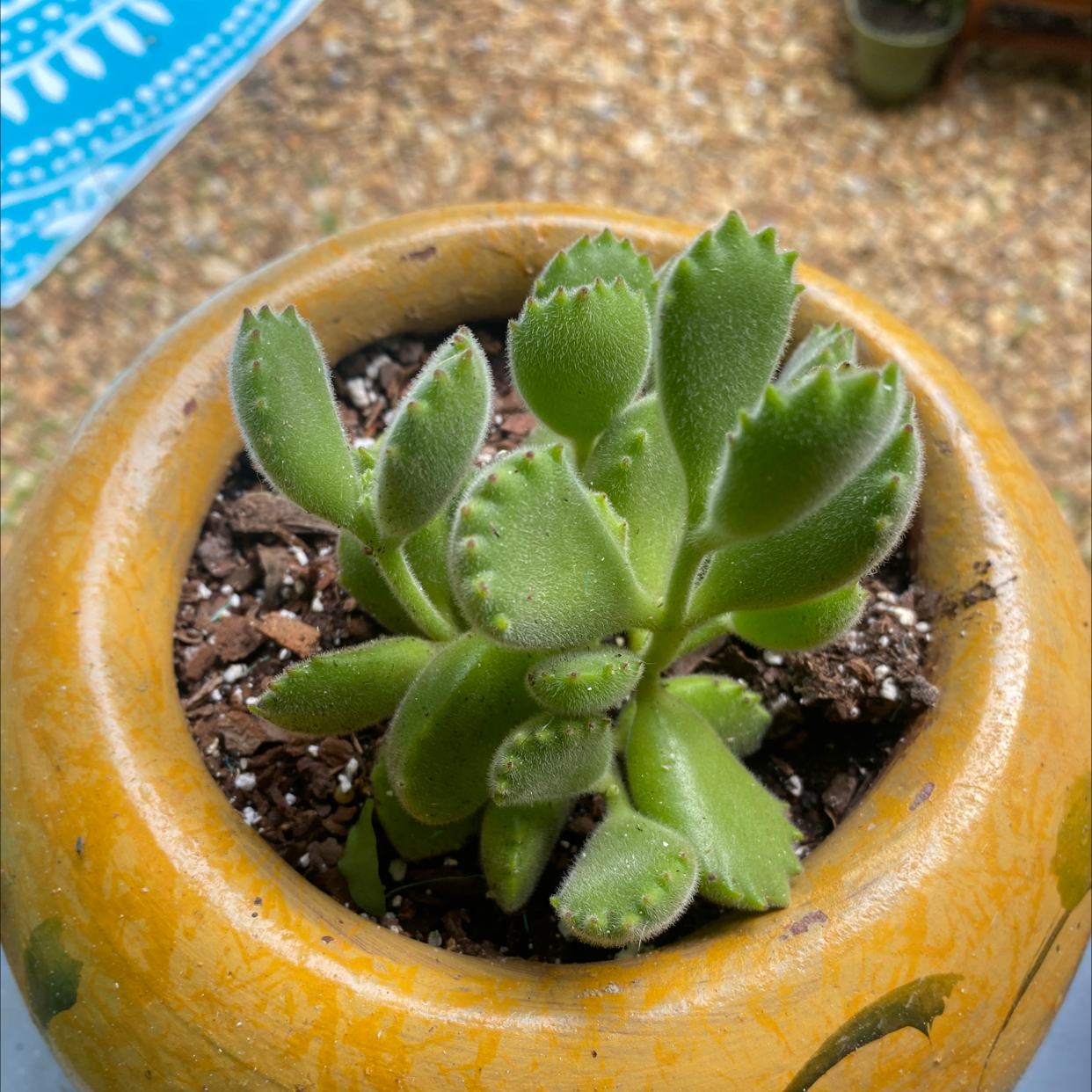 Bear's Paw plant photo by @essdubya named Eenie on Greg, the plant care app.