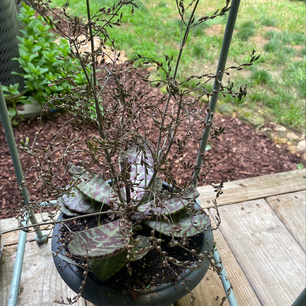 Penwiper Plant plant photo by @essdubya named Leaf Erickson on Greg, the plant care app.
