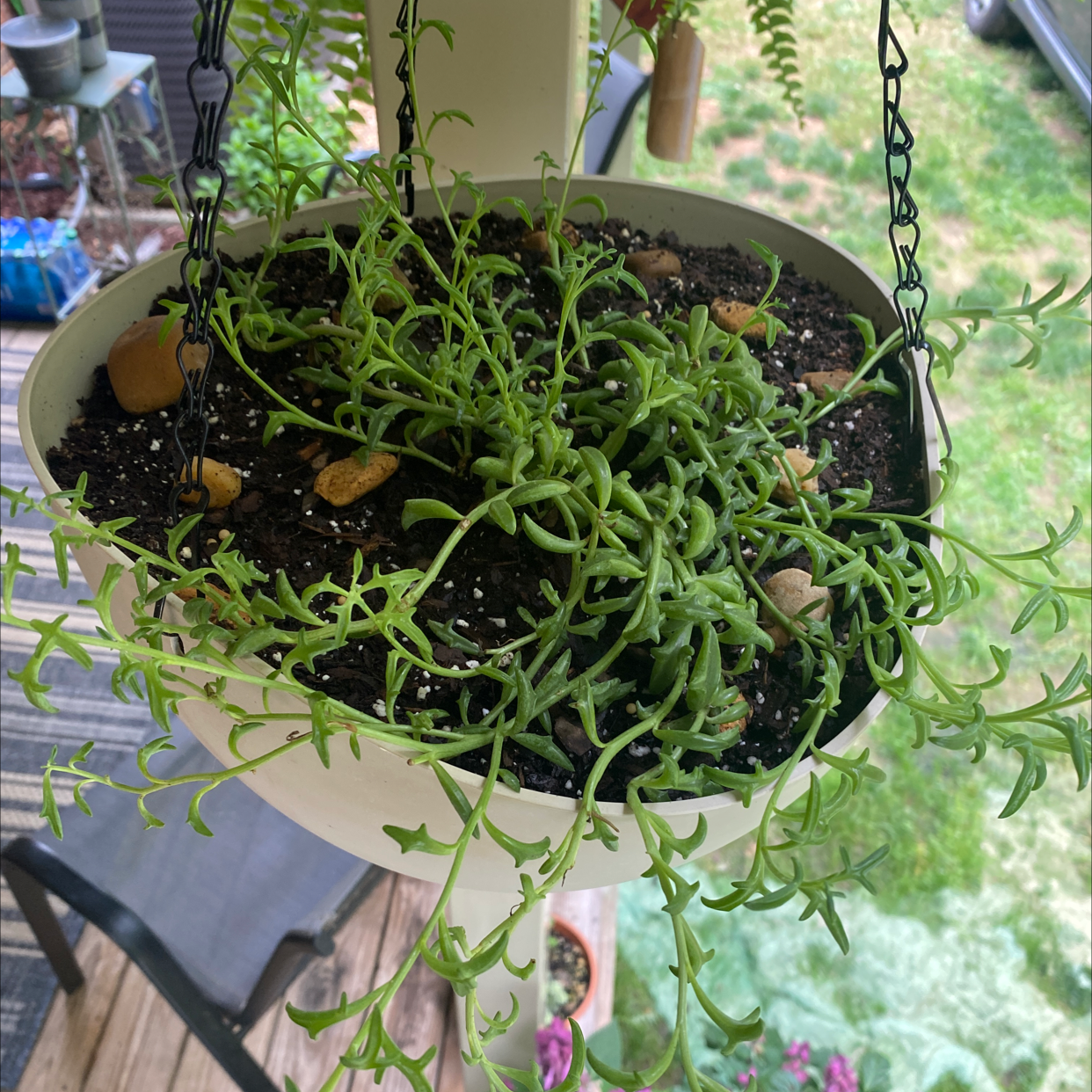 Dolphin Plants plant photo by @essdubya named Gita on Greg, the plant care app.