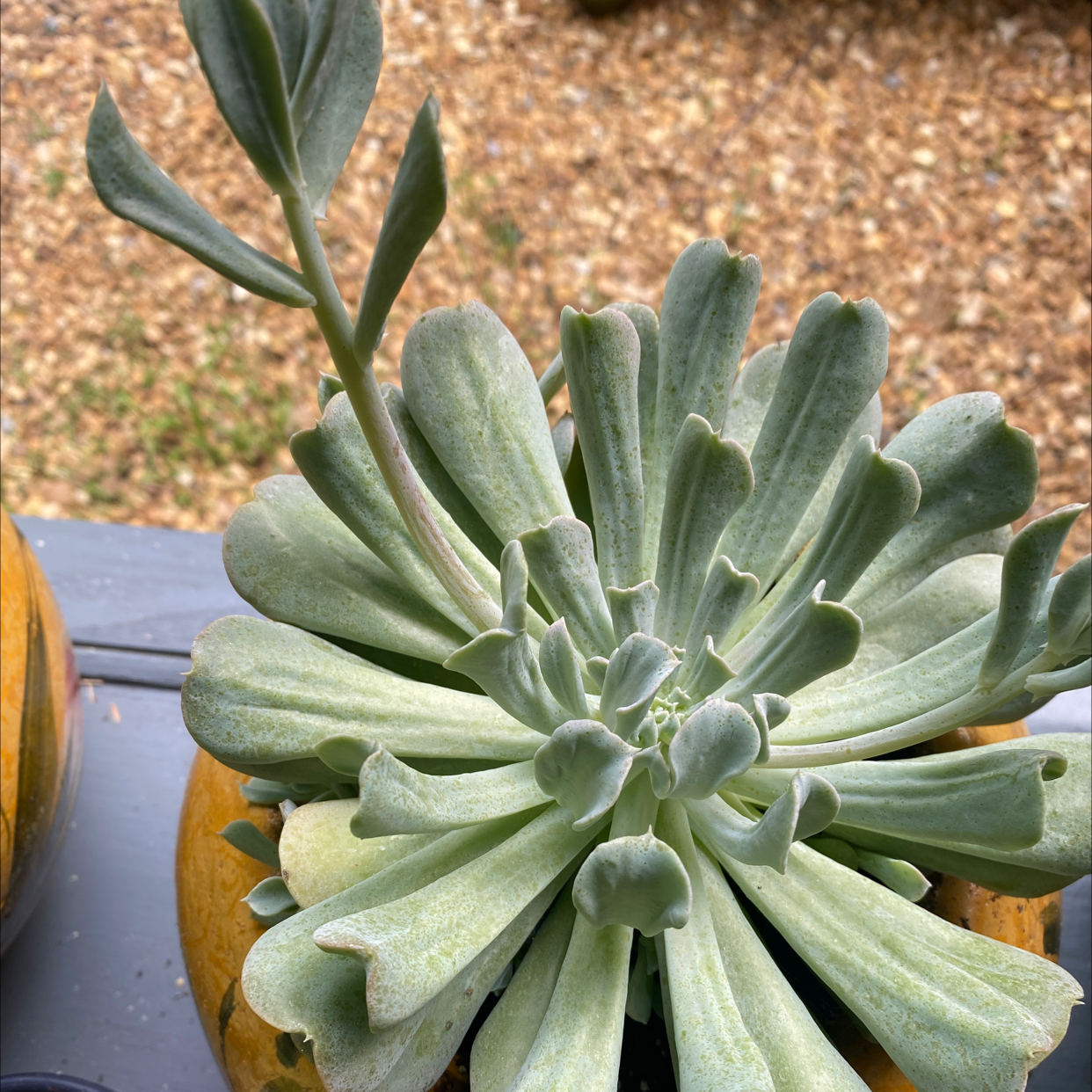 Echeveria Runyonii plant photo by @essdubya named Meenie on Greg, the plant care app.