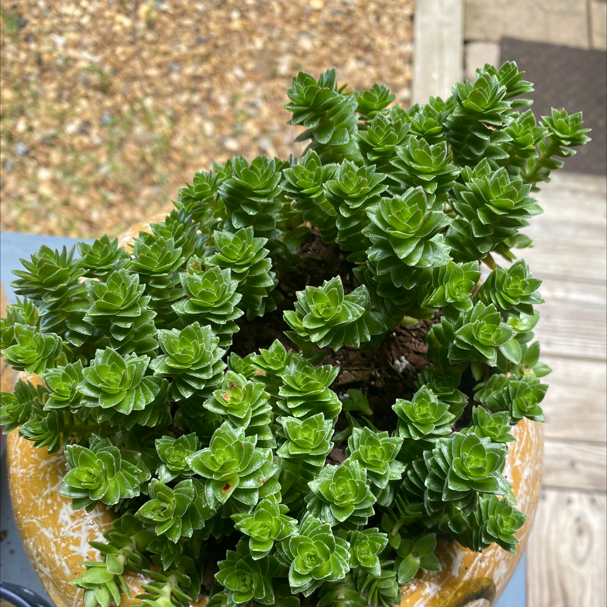 Sea Sandwort plant photo by @essdubya named Moe on Greg, the plant care app.