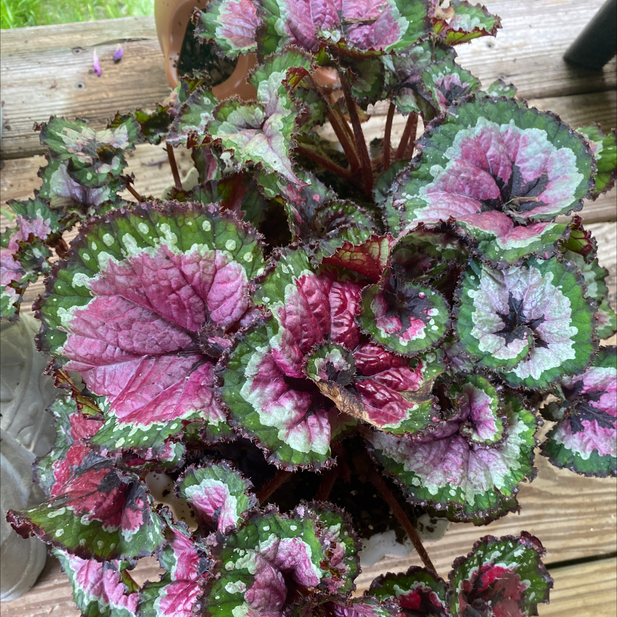 Rex Begonia plant photo by @essdubya named Castor on Greg, the plant care app.
