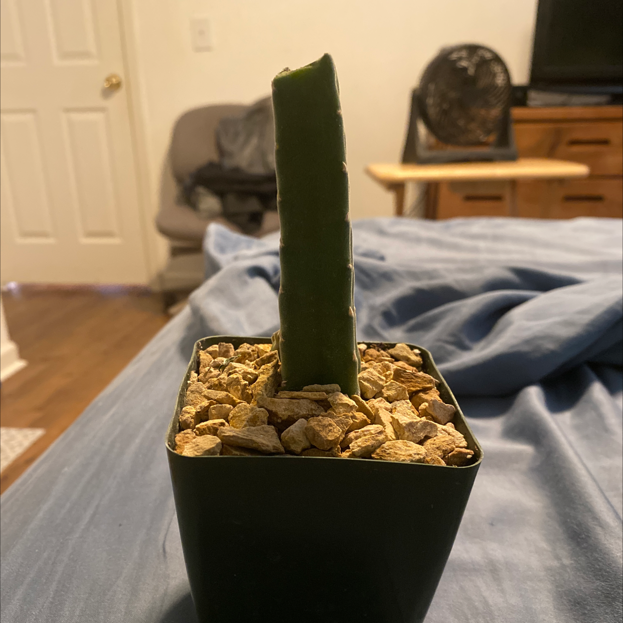 Zulu Giant plant in a pot with rocky soil, indoors.