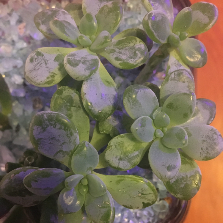 Succulent plant with thick, fleshy leaves and white powdery substance, in a container with decorative stones.