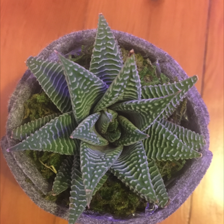 Healthy Haworthia truncata succulent plant with thick, triangular leaves featuring white markings in a purple ceramic pot.
