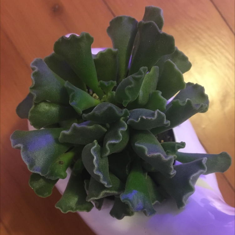 Photo of the plant species Pillow Feet Crinkle Leaf Plant by @Lib861 named Lois on Greg, the plant care app