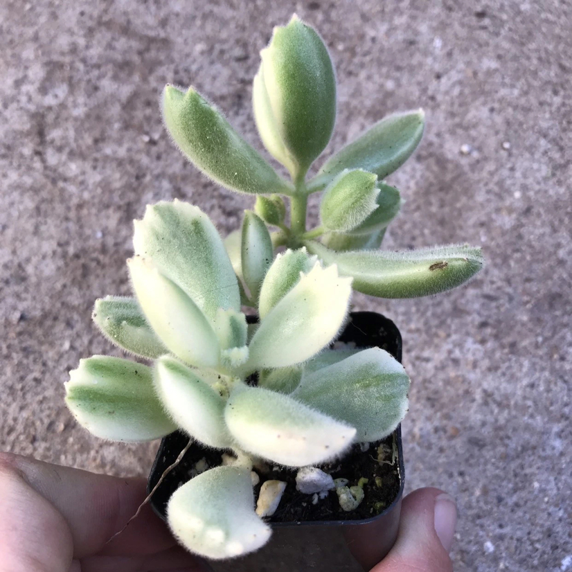 Variegated Bear's Paw plant photo by Abbey named Bears Paw Variegated on Greg, the plant care app.