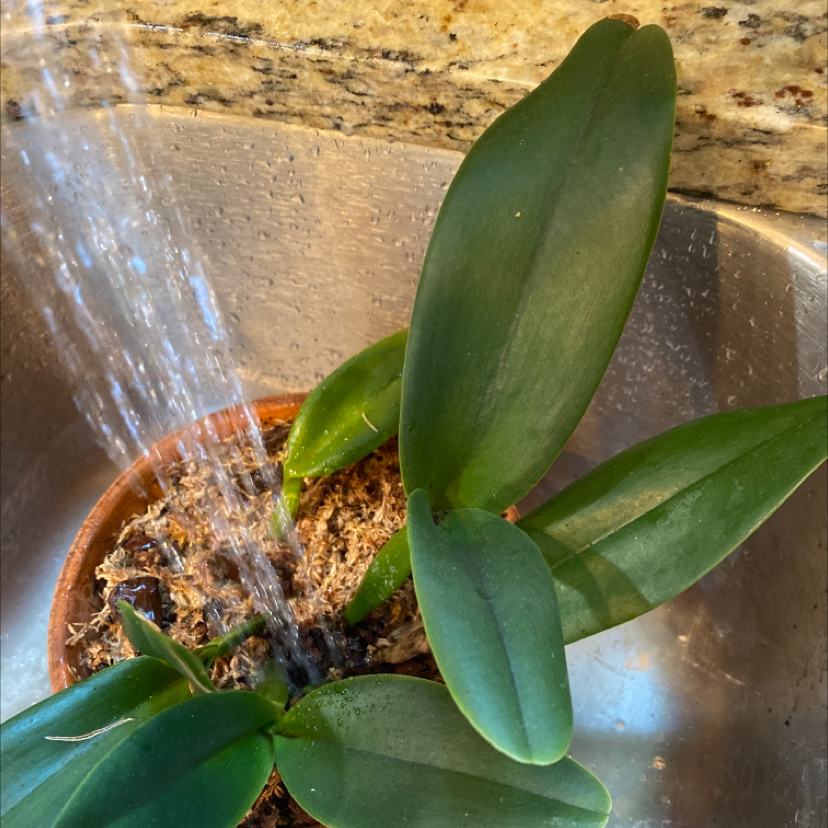 Photo of the plant species Thongsuphan Orchid by Kristin named Orchid on Greg, the plant care app