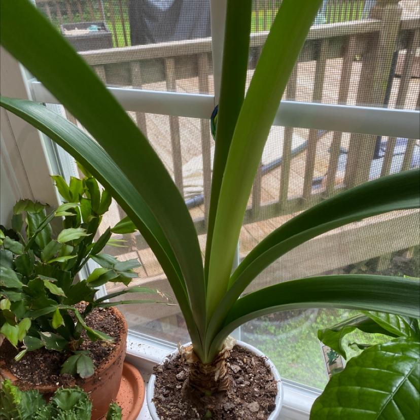 Hippeastrum 'Red Lion' plant with long green leaves in a pot by a window.