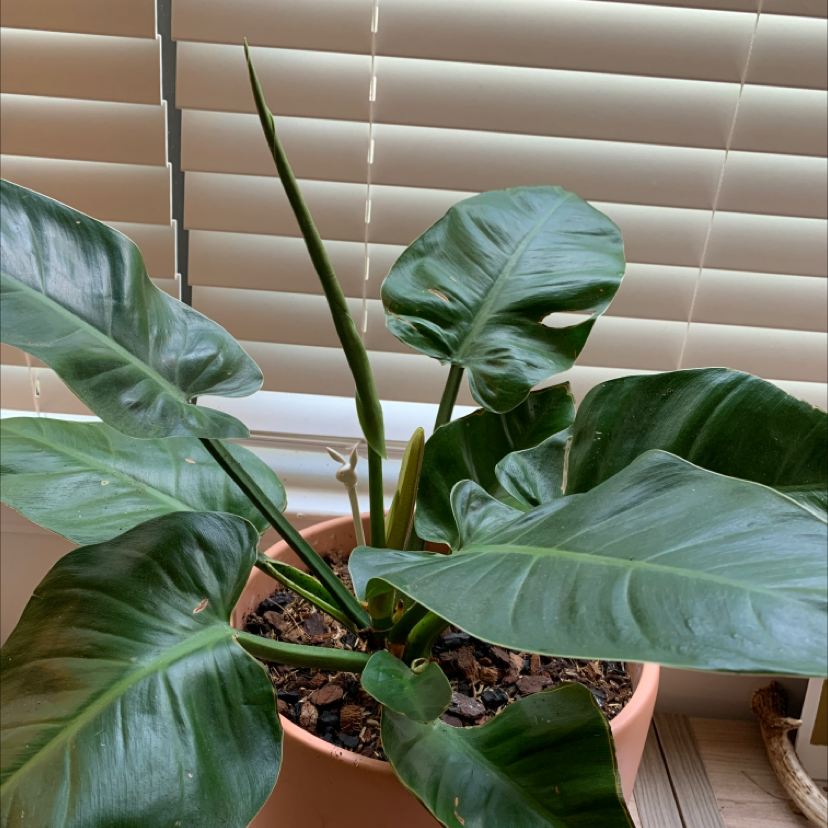Philodendron 'Imperial Green' plant in a pot with large, glossy green leaves.