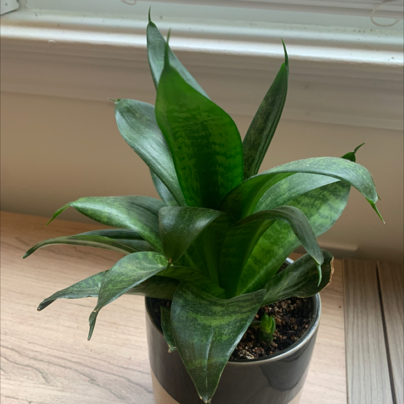 Photo of the plant species Bird's Nest Snake Plant by @peachtreegothic named Gregory on Greg, the plant care app