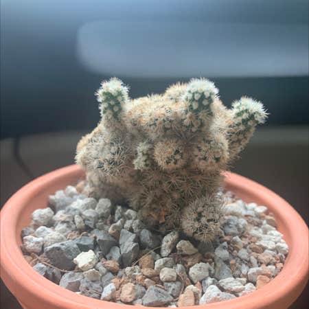 Photo of the plant species Mammillaria vetula 'Texensis' by @peachtreegothic named Clarence on Greg, the plant care app
