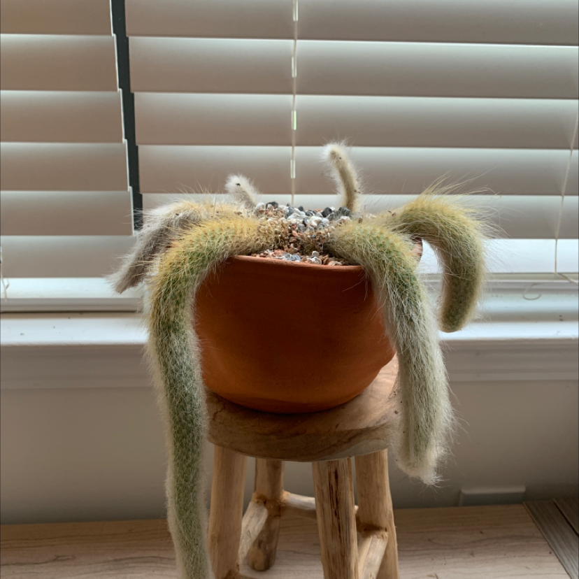 Monkey Tail Cactus in a terracotta pot on a wooden stool, with visible soil.
