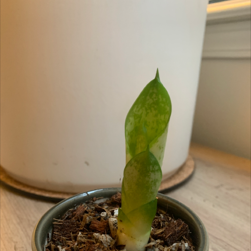 Young Bird's Nest Snake Plant in a small pot with visible soil and some yellowing at the base.