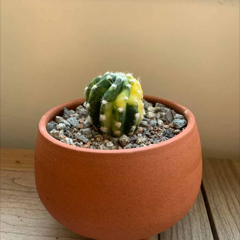 Photo of the plant species Gymnocalycium baldianum 'variegata' by @peachtreegothic named Lottie on Greg, the plant care app