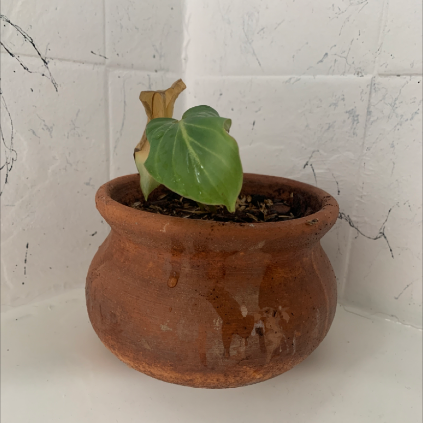 Philodendron gloriosum plant in a terracotta pot with some browning on one leaf.