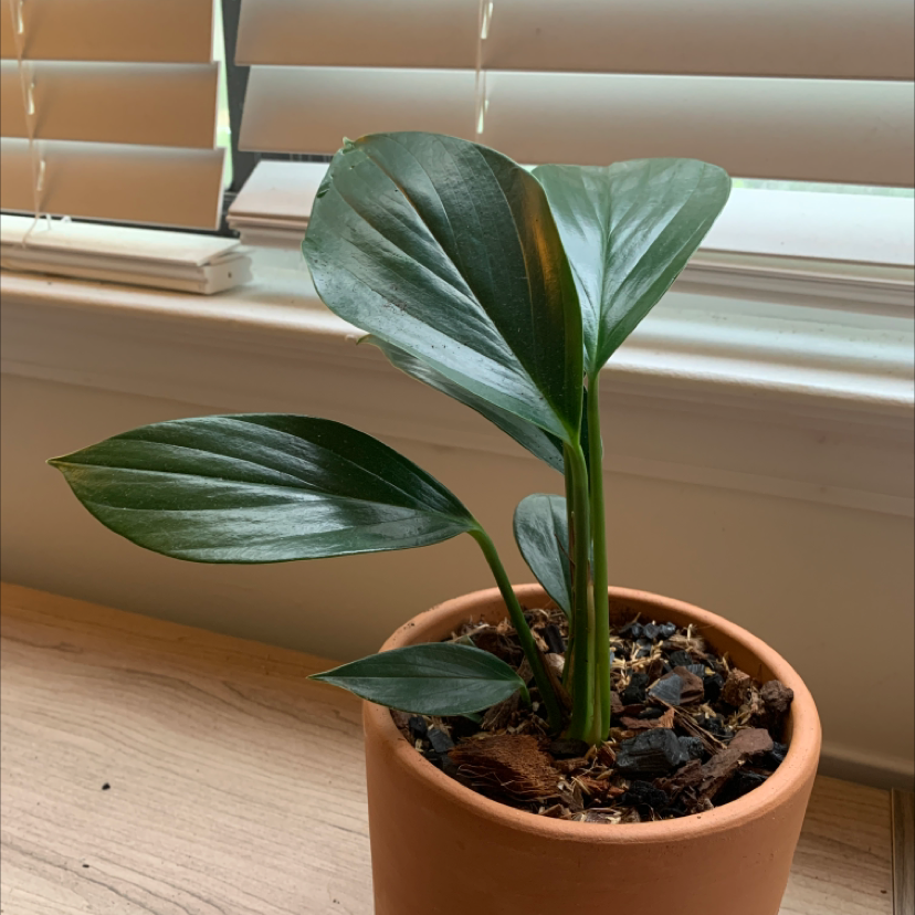 Potted Rhaphidophora decursiva plant with healthy green leaves near a window.