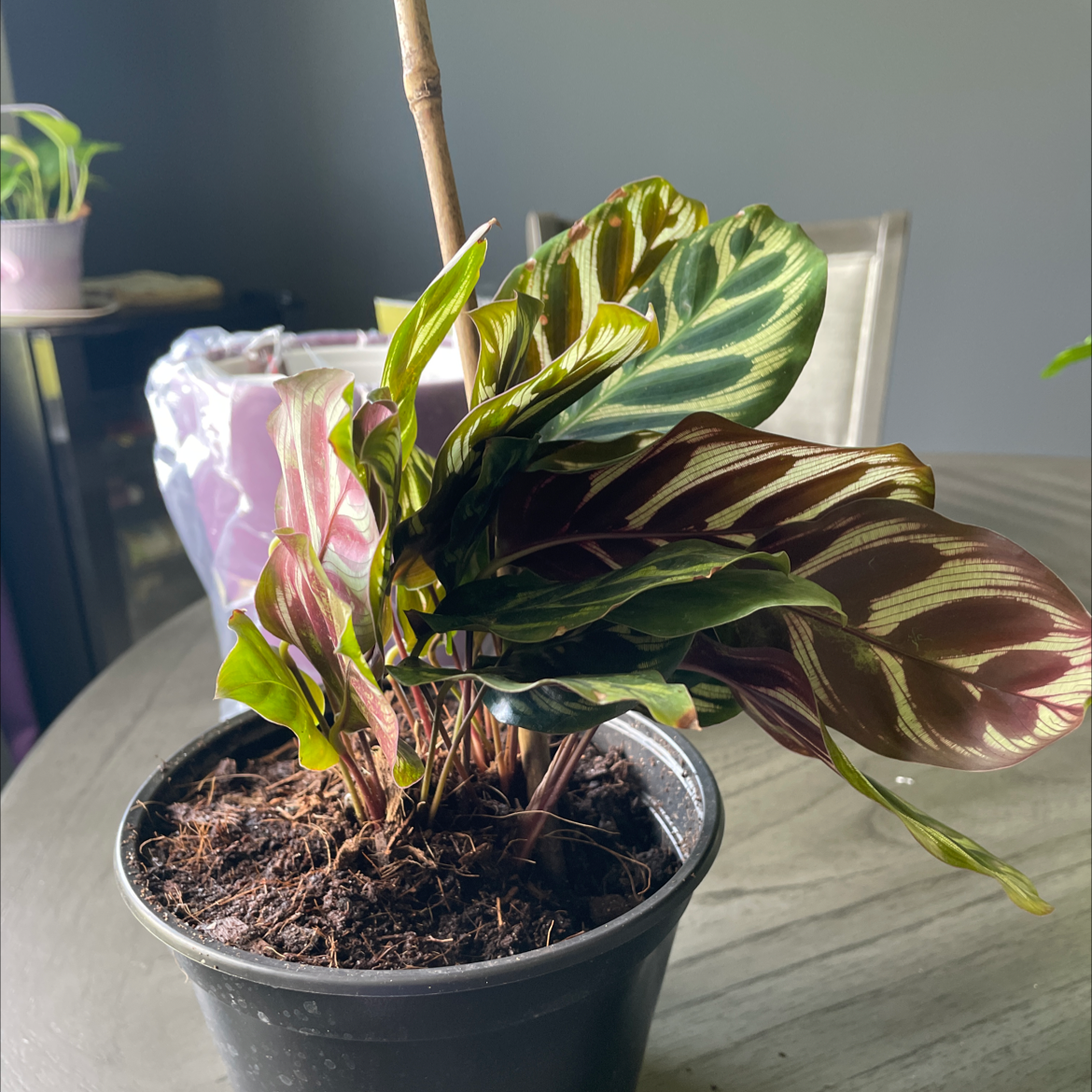 Rose Calathea plant photo by @ShanLew named Aha Bay Bay on Greg, the plant care app.
