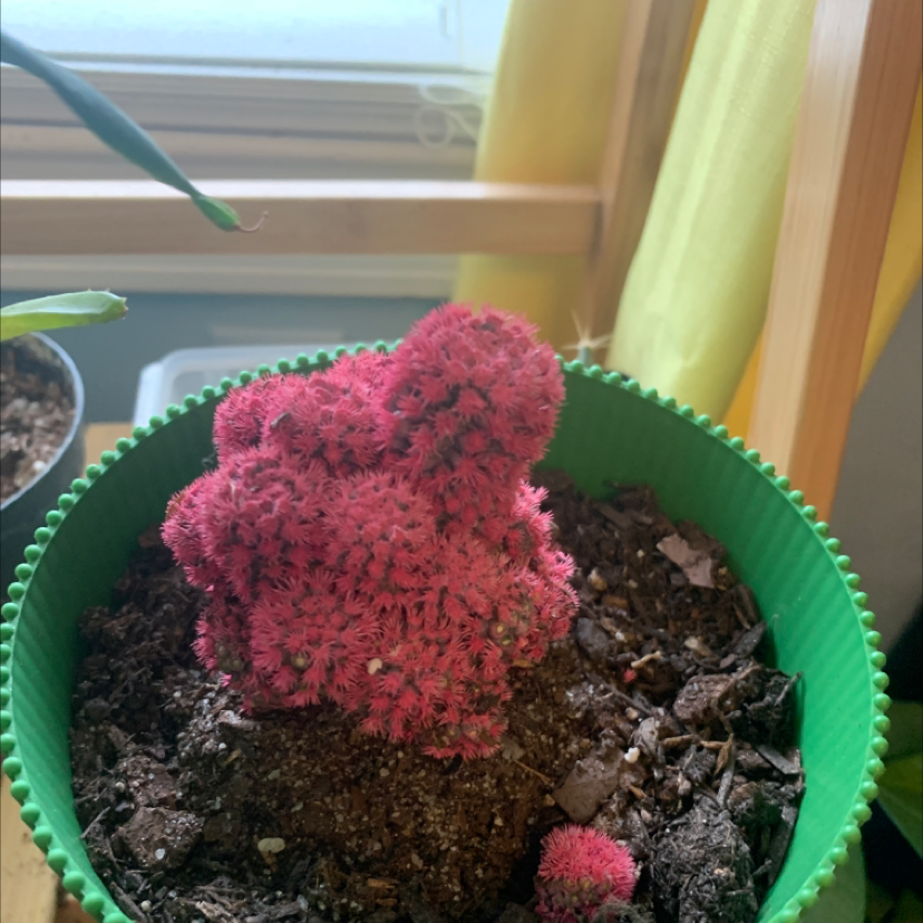Spiny Pincushion Cactus in a green pot with visible soil, vibrant pink coloration.