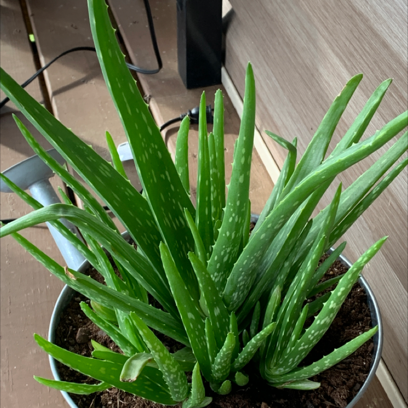 Aloe vera plant photo by Vicky named Queen A on Greg, the plant care app.