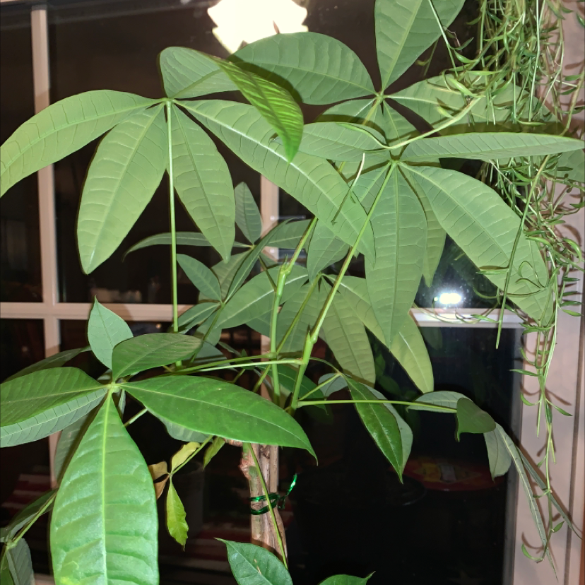 Money Tree plant photo by Vicky named 1st Money on Greg, the plant care app.