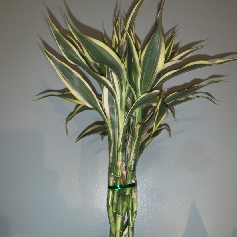 Photo of the plant species Peperomia 'Bamboo Stalks' by Vicky named Boo on Greg, the plant care app