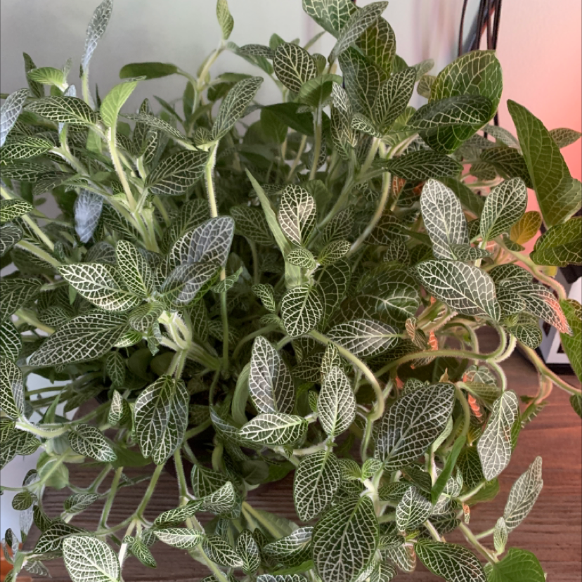 Nerve Plant plant photo by Vicky named Harmony on Greg, the plant care app.