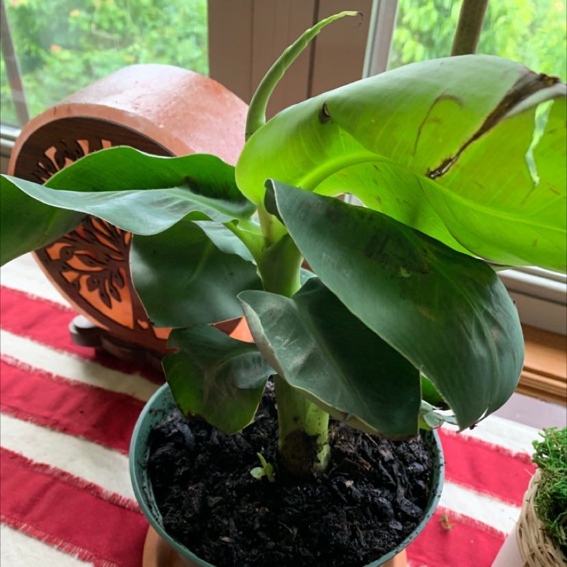 Dwarf Banana plant photo by Vicky named Nanna on Greg, the plant care app.