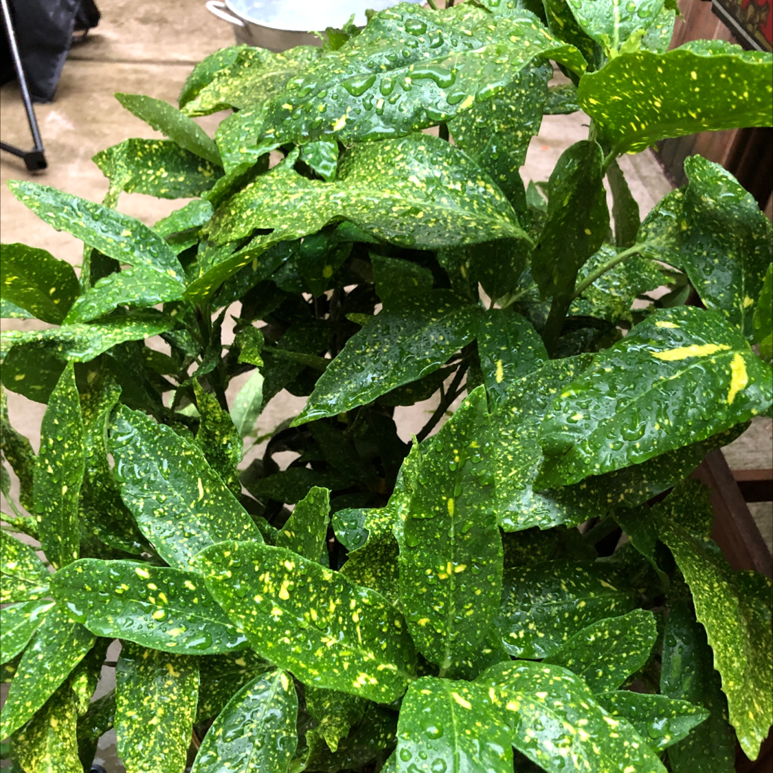 Healthy Japanese Laurel plant with lush green and white speckled leaves, no signs of disease or discoloration, well-framed image.