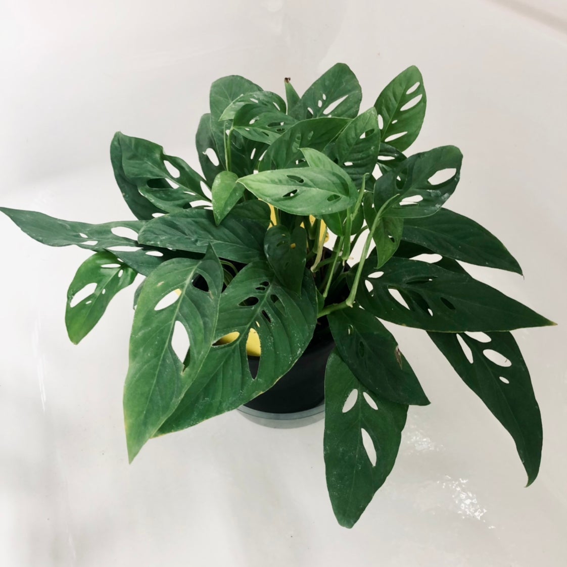 🧀 Propagating My Swiss Cheese Vine Stepbystep Guide