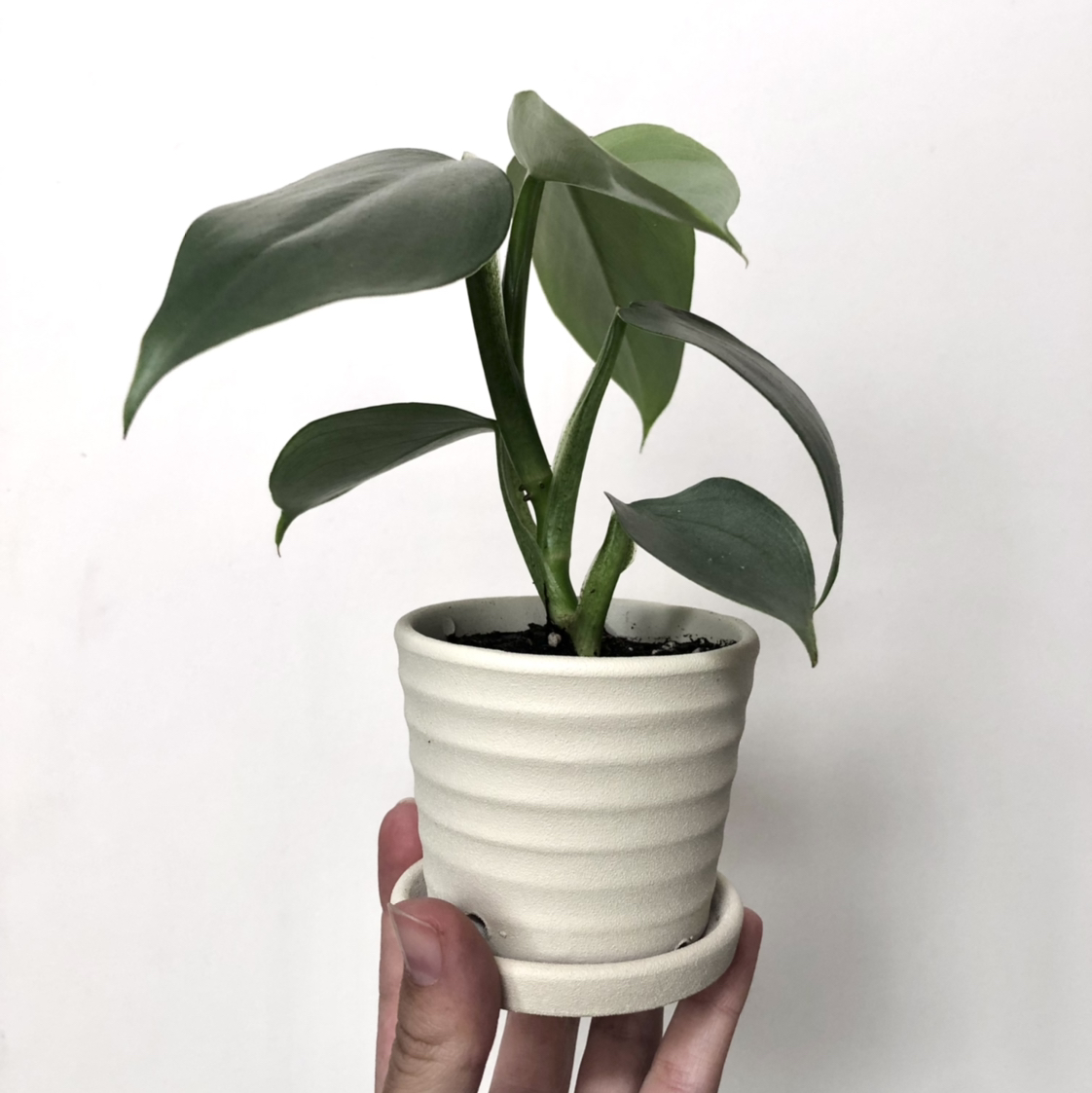 Photo of the plant species Philodendron Hastatum by @sierraplatte named Phil. Silver Sword on Greg, the plant care app