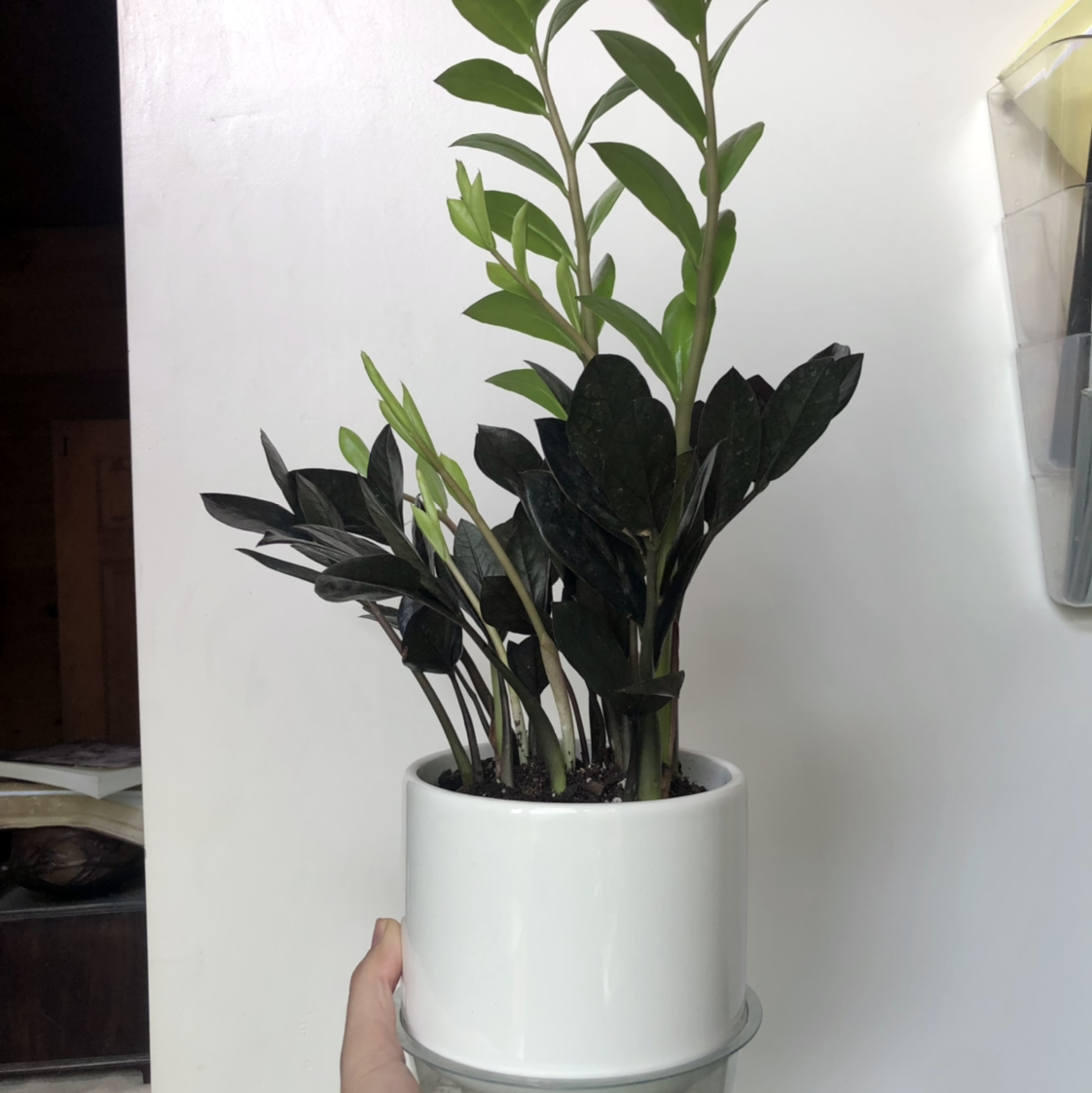 Raven ZZ Plant in a white pot, held by a hand, with dark green to black leaves.