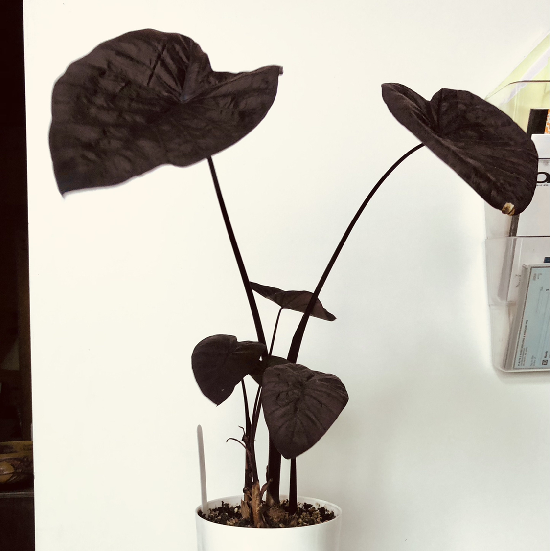Taro plant photo by @sierraplatte named Black Magic Colocasia on Greg, the plant care app.