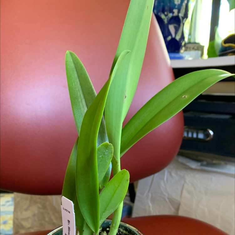 Photo of the plant species Cattleya by @JamieBeeBee named Flare on Greg, the plant care app