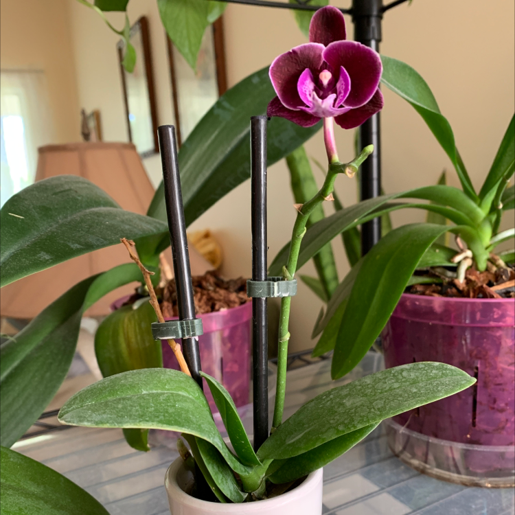 Mini Phalaenopsis Orchid with a vibrant purple flower, supported by stakes.