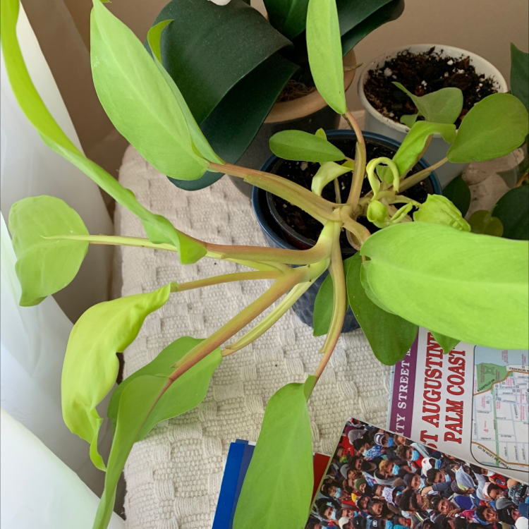 Golden Goddess Philodendron with light green leaves in a pot on a table. Some leaves show slight yellowing.