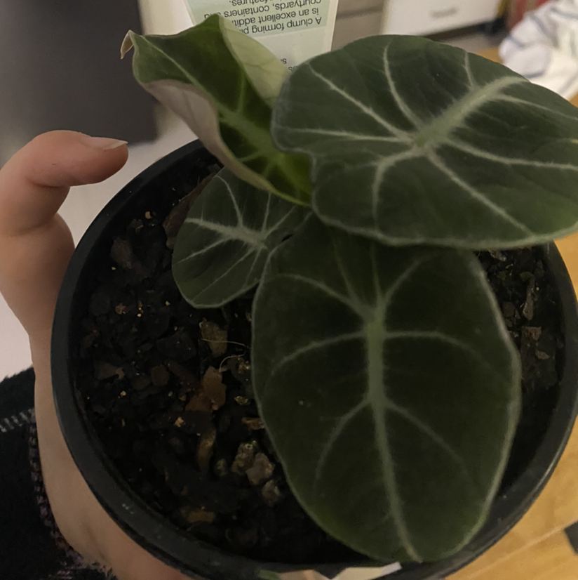Black Velvet Alocasia plant photo by Finn named Black Velvet on Greg, the plant care app.