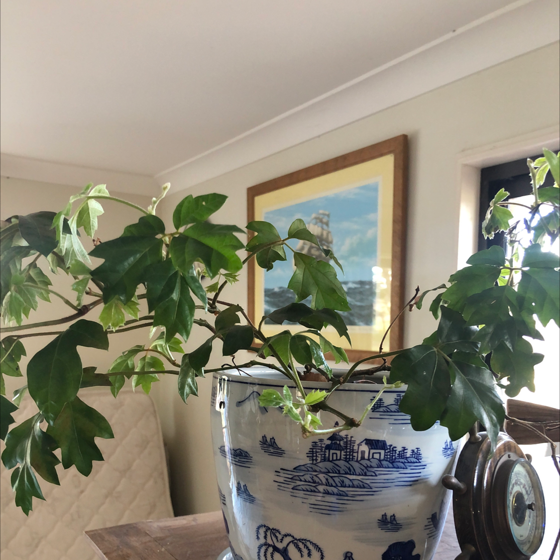 A thriving Grape Ivy houseplant with glossy green lobed leaves growing in a blue and white ceramic pot indoors.