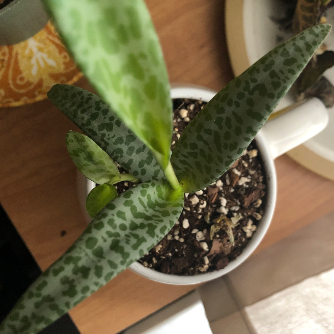Silver Squill plant in a small pot with green leaves and dark spots.