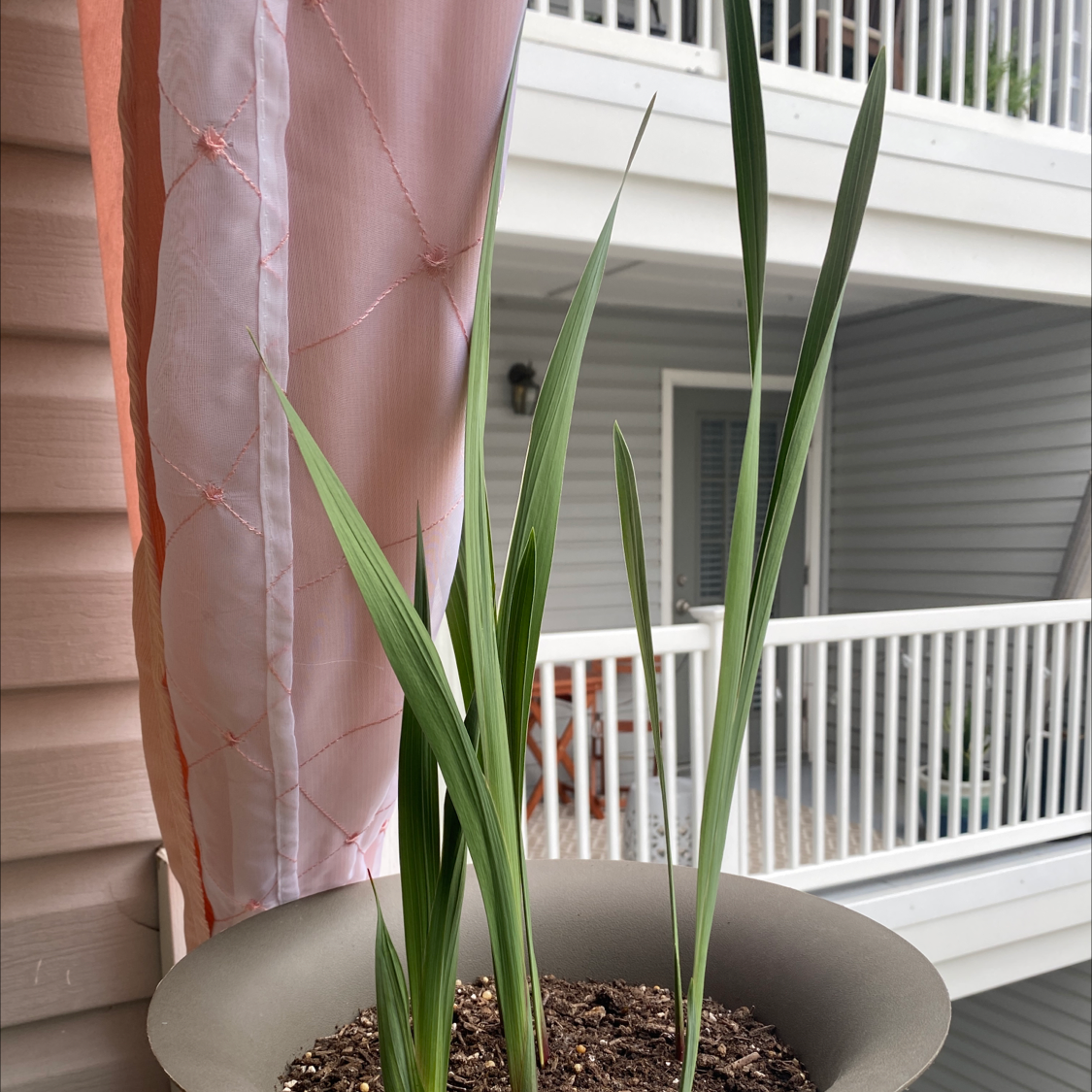 Potted Lemon Grass plant with long green leaves on a balcony.