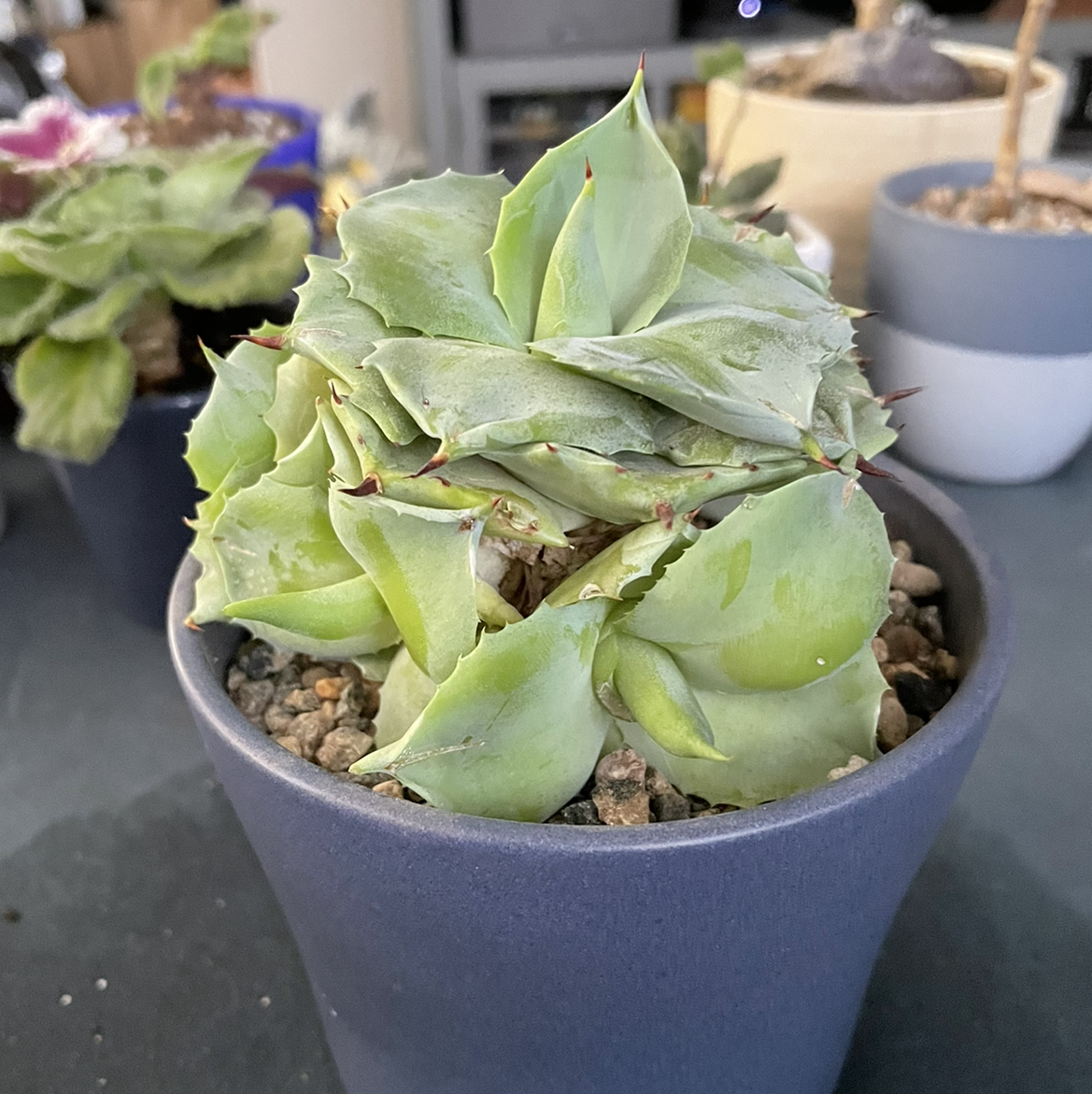 Blue Rose Agave plant photo by @astitt20 named Millie on Greg, the plant care app.