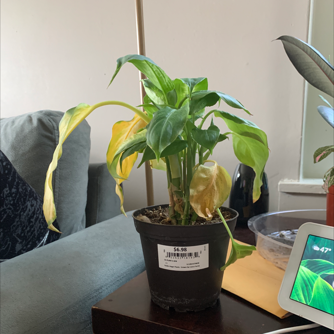 Photo of the plant species Aglaonema Modestum by @plantsis named Aria on Greg, the plant care app