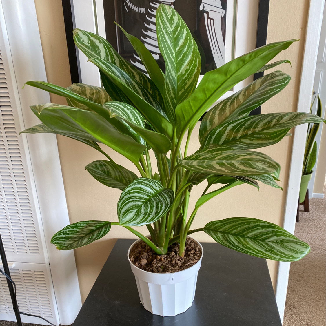 Chinese Evergreen plant photo by Alex named Striped Aglaonema on Greg, the plant care app.